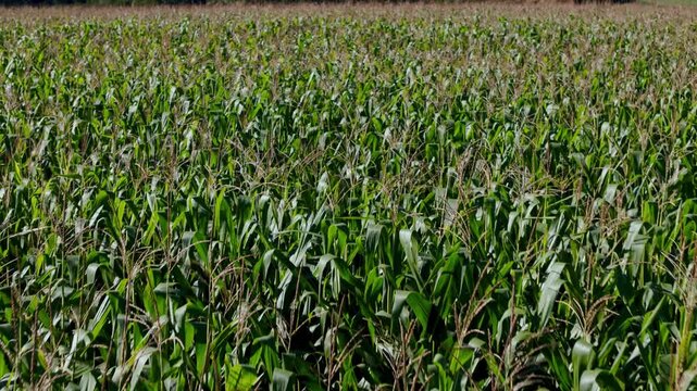 A vast expanse of lush green corn plants growing in a dense agricultural field under bright daylight, showcasing healthy maize crops ready for harvest in a rural farming landscape