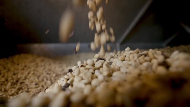 Close-up of raw green coffee beans falling into an industrial metal hopper during the production process, featuring a worker's hand inspecting the quality of the beans in a professional roasting facil