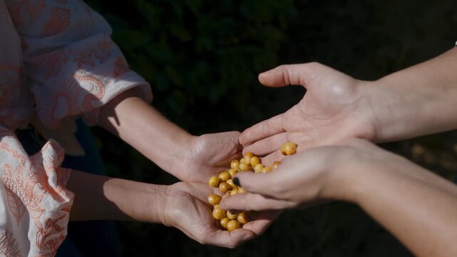 Close-up of human hands sharing a handful of fresh yellow berries outdoors during harvest season, showcasing the concept of organic farming, cooperation, and healthy natural food