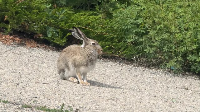 Profile view of a wild brown jackrabbit sitting alert on a gravel pathway next to green garden bushes on a sunny day.