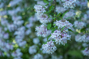 Obraz premium Interesting white flowers of Beauty Bush (Kolkwitzia amabilis) and fresh green leaves.