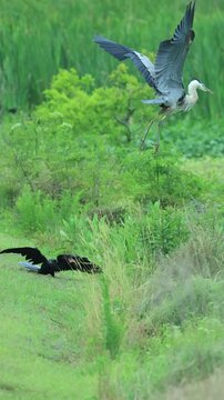 Great Blue Heron Epic Attack Fail on an Anhinga Who Stood His Ground