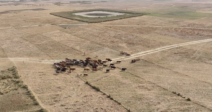 Aerial view of a herd of cattle grazing in dry rural fields with a herder walking nearby in Sylhet, Sylhet Division, Bangladesh.