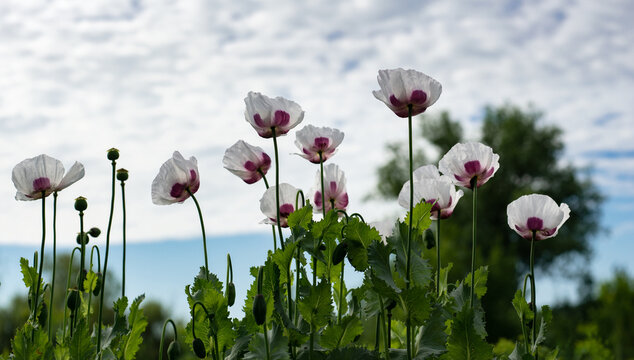 Poppies in Ukrainian fields. White poppies against a blue sky. White opium poppy.