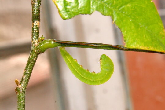 Green inchworm caterpillar on a stick in Cotacachi, Ecuador