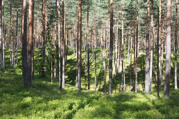 Fototapeta premium Scenic Sunlit Pine Forest with Rolling Terrain and Lush Green Bilberry Undergrowth
