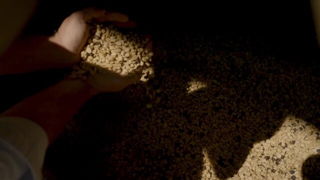 Hands holding raw green coffee beans in a dark warehouse setting. Close-up of unroasted coffee beans being poured through fingers with dramatic lighting highlighting the texture and quality