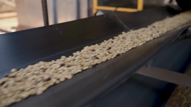 Industrial conveyor belt transporting raw coffee beans in a processing plant. The mechanical system moves agricultural products through a mill for sorting and drying under natural sunlight