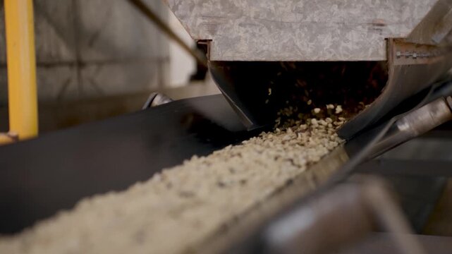 Industrial conveyor belt transporting raw coffee beans in a processing plant. The mechanical system moves agricultural products through a mill for sorting and drying under natural sunlight