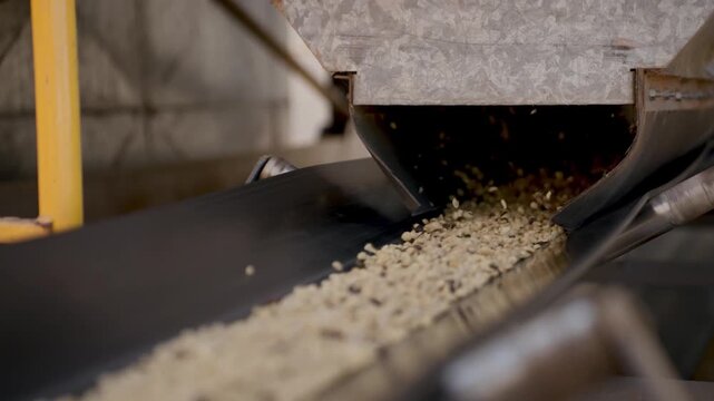 Industrial conveyor belt transporting raw coffee beans in a processing plant. The mechanical system moves agricultural products through a mill for sorting and drying under natural sunlight