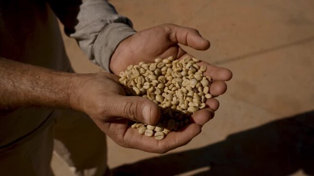 Close-up of a farmer's cupped hands holding a large quantity of raw green coffee beans in parchment, demonstrating the quality of the harvest at a traditional sun-drying coffee plantation