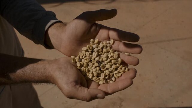 Close-up of a worker's hands holding and examining a pile of raw, unroasted parchment coffee beans at a drying patio on a traditional coffee farm during the harvest season under bright sun