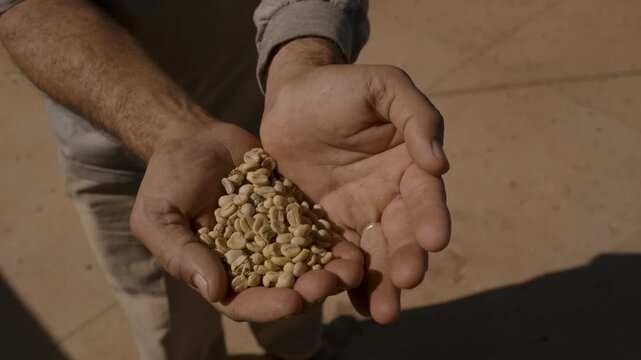 A close-up shot of a coffee farmer's weathered hands holding a pile of raw, unroasted green coffee beans in the parchment stage during the harvest season on a sunny day at a plantation
