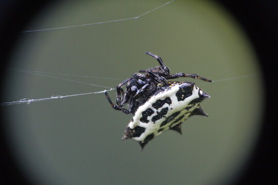 Yellow spiny orb weaver spider in a web, in Cotacachi, Ecuador