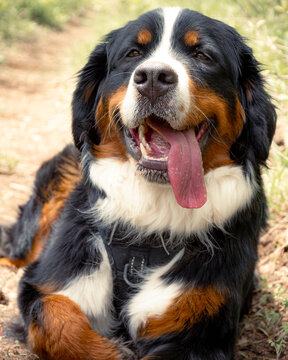 Sasha the Berner 3