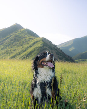 Sasha the Hiking Berner