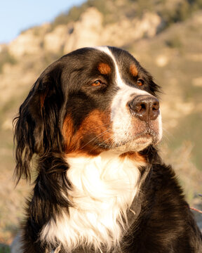 Sasha the Berner