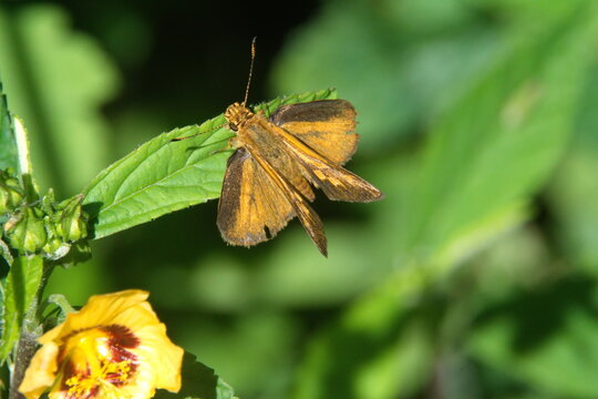 Orange skipper butterfly on a wildflower in Cotacachi, Ecuador