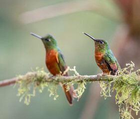 Obraz premium Chestnut-breasted Coronetc (Boissonneaua matthewsii) in Cloud Rainforest, Manu National Park, Peru