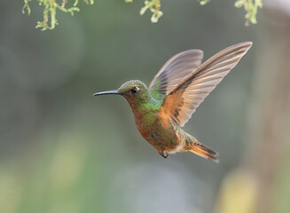 Fototapeta premium Chestnut-breasted Coronet (Boissonneaua matthewsii) in Cloud Rainforest, Manu National Park, Peru