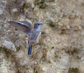 Fototapeta premium Bronzy inca (Coeligena coeligena) Hummingbird in flight, Manu National Park, Peru