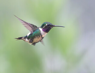 Obraz premium White-bellied Woodstar (Chaetocercus mulsant) Hovering Midair – Hummingbird in Flight