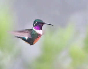 Fototapeta premium White-bellied Woodstar (Chaetocercus mulsant) Hovering Midair – Hummingbird in Flight