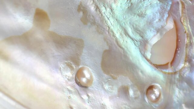 pearl texture background in pastel tones. seashell texture with soft gradients.luxury texture with rainbow highlights, organic pattern and shimmering light. 4k footage
