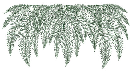 Elegant fern leaves botanical frame hanging down with detailed texture green line drawing. © jubayer71