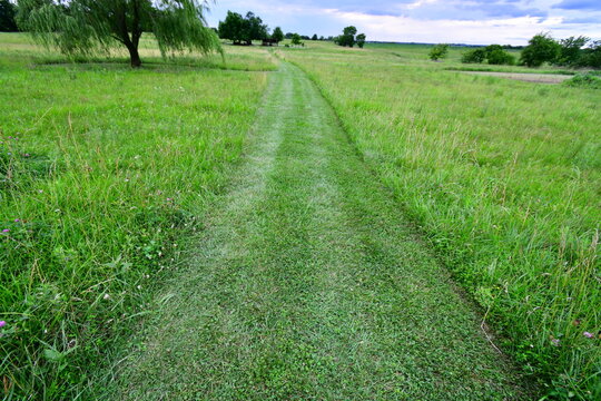 Mowed Path in a Field
