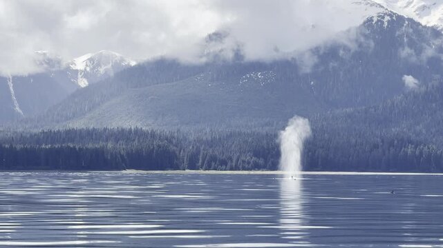A tall whale spout breaks the mirror-calm surface of a quiet bay