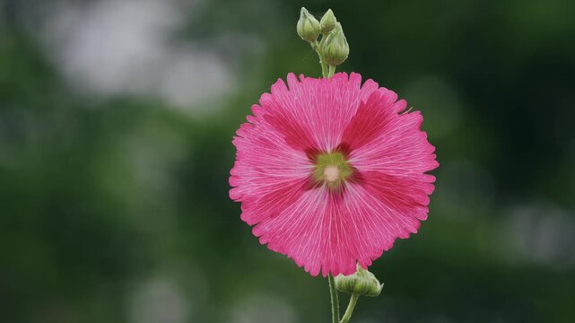 Tokyo, Japan - June 24, 2026: Alcea rosea or hollyhock flower illuminated with the rising sun
