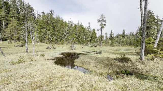 A still kidney-shaped bog pool set in pale grass and grey snags