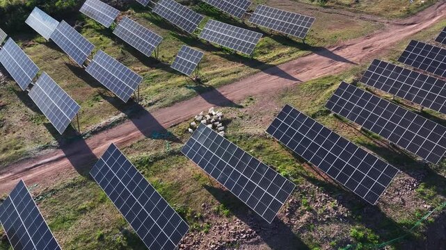 Solar photovoltaic panels arranged in neat rows on a hillside field with grazing sheep nearby