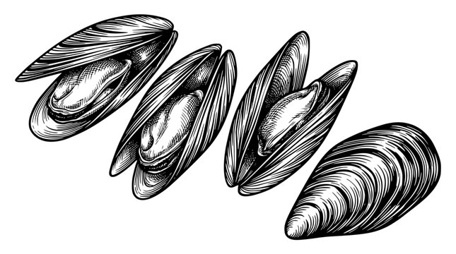 Black and white vector illustration of open mussel shells design