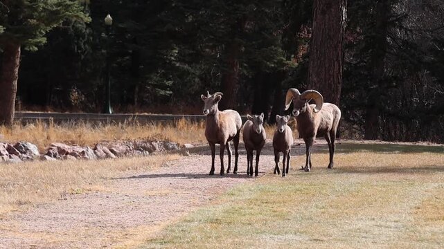 The bighorn ram walks with his ewes