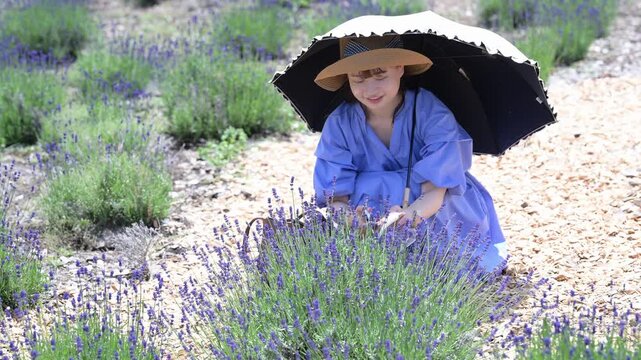 ラベンダー畑で日傘を差して花に触れる青いワンピースの若い女性（夏・紫外線対策）