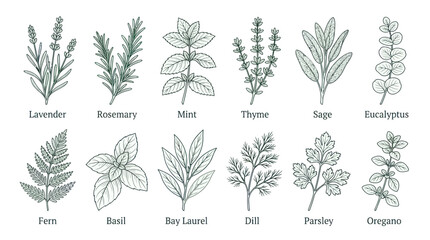 Herbs collection with various green leaves. © Bris
