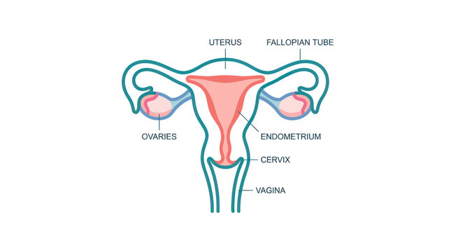 Female reproductive system anatomy uterus.