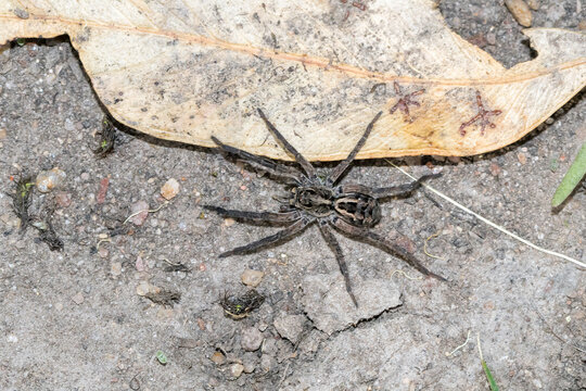 Wolf Spider Hunting Across Bare Ground
