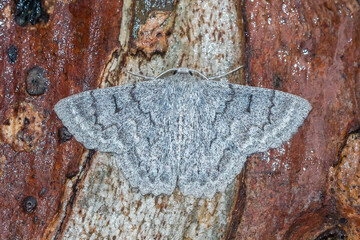 Red Lined Looper Moth On Tree Bark © Andrew