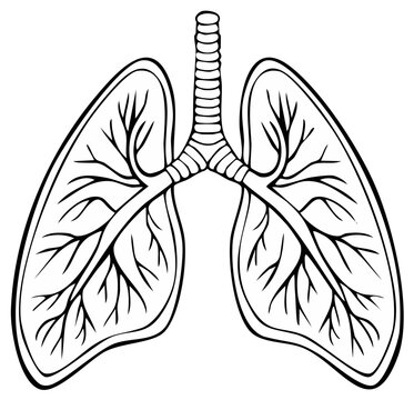 Line art illustration of human lungs, trachea, bronchioles for medical or anatomy concept in black and white, respiratory system