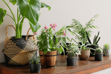 Fototapeta premium Various indoor potted plants arranged on wooden table against white wall