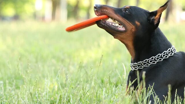 Adorable Dobermann dog playing with flying disk on green grass outdoors