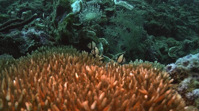 A group of reticulated dascyllus, Dascyllus reticulatus, shelter behind an orange soft coral on a tropical reef in the Banda Sea, Timor-Leste.