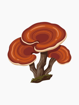Reishi Mushroom Illustration