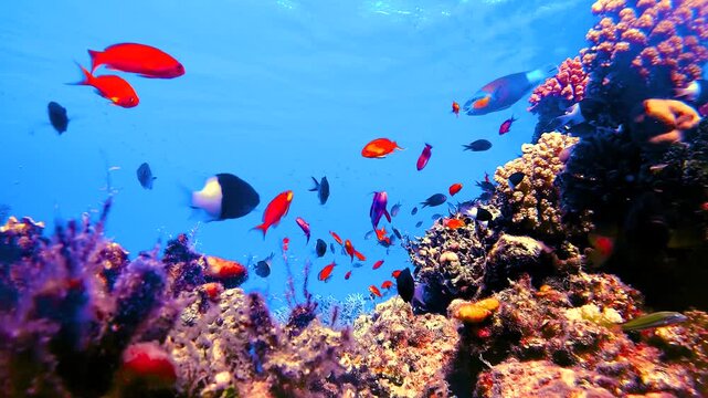 Video of a vibrant coral reef surrounded by hundreds of tropical reef fish in crystal clear water in the Red Sea, Egypt.