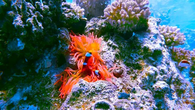 Slow motion video of a pair of clownfish sheltering among sea anemone tentacles in crystal clear water in the Red Sea, Egypt.