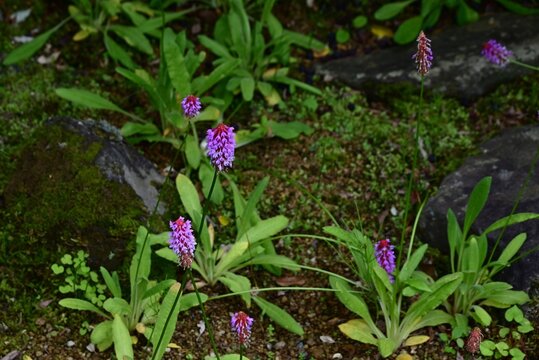 Vial's primrose (Primula vialii) flowers. Primulaceae perennial. Pink flowers bloom from the bottom to the top of the conical flower cluster.