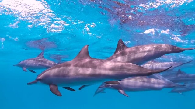 Slow motion video of a pod of spinner dolphins swimming through crystal clear blue water in the Red Sea, Egypt.